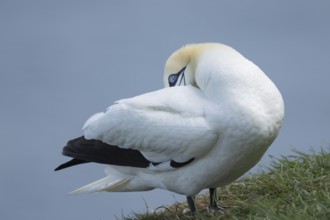 Northern gannet (Morus bassanus) adult bird preening on a cliff top, Yorkshire, England, United