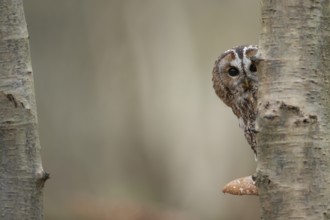 Tawny owl (Strix aluco) adult bird on a Bracket fungi on a Silver birch tree trunk in a woodland in