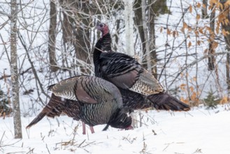 Wild turkeys (Meleagris gallopavo) feeding together in a snow-covered corn field .They eat the