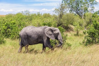 Alone African savanna Elephant (Loxodonta africana) walking in the bush by a grass savanna in