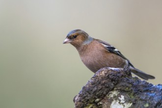 Male of Chaffinch, Fringilla coelebs, bird in forest at winter sun