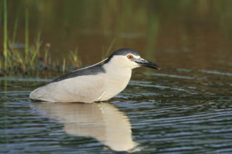 Black crowned night heron (Nycticorax nycticorax), Lake Kerkini, Greece, Europe