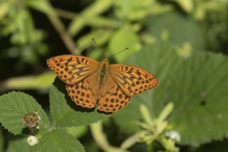 Silver-washed fritillary (Argynnis paphia) butterfly resting on a Bramble plant leaf in a woodland,