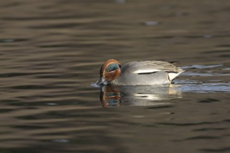 Common teal (Anas crecca) adult male duck feeding on the surface of a lake, Suffolk, England,