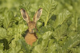 European brown hare (Lepus europaeus) adult animal in a farmland sugar beet field, England, United