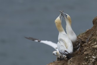 Northern gannet (Morus bassanus) two adult birds performing their courtship display on a cliff as