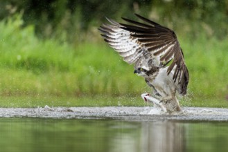 Western osprey (Pandion haliaetus) hunting with a trout, Aviemore, Scotland, Great Britain