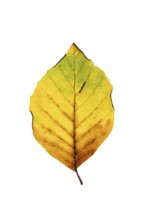 Autumn-coloured leaf of a beech (Fagus sylvatica), copper beech, tree, free-standing, Vechta, Lower