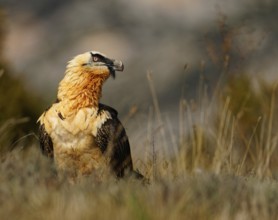 Old bearded vulture (Gypaetus barbatus), portrait, evening light, Catalonia, Pyrenees, Spain,