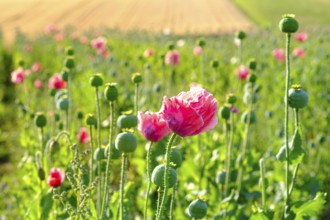 Poppy, (Papaver somniferum), poppy field, Waldviertel grey poppy, poppy village Armschlag,