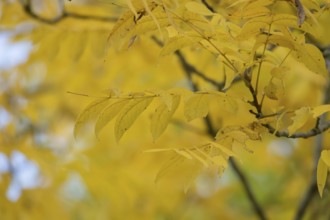 Yellow autumn leaves on a tree in the autumn, Suffolk, England, United Kingdom, Europe