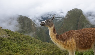 Llama (Llama glama) on the cloudy mountains of the Inca ruins of Machu Picchu, Cusco region, Peru,