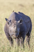 Black rhinoceros (Diceros bicornis) on the grass savanna in africa, Maasai Mara National Reserve,