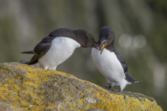 Razorbill (Alca torda), pair interacting with each other, Latrabjarg, Westfjords, Iceland, Europe