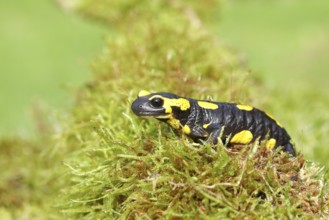 Fire salamander (Salamandra salamandra), running over moss, Wildlife, North Rhine-Westphalia,