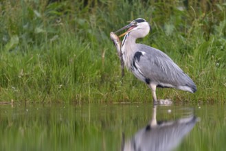 Grey heron (Ardea cinerea) with fish as prey, Aviemore, Scotland, Great Britain