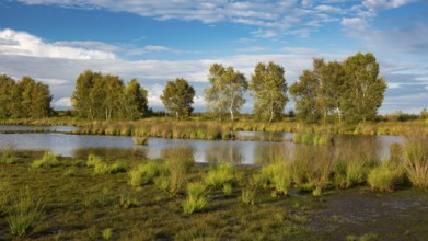 Goldenstedter Moor, nature reserve, peat moss, Goldenstedt, Lower Saxony, Germany, Europe