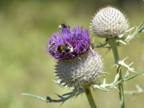 Woolly thistle (Cirsium eriophorum) with Humm, Salzburger Land, Austria, Europe