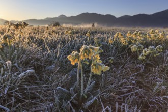 Meadow cowslip (Primula veris), morning mood, frost, sunrise, mountains, Loisach-Lake Kochel moor,