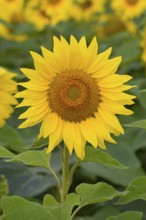 Sunflower (Helianthus annuus) in bloom, close-up, North Rhine-Westphalia, Germany, Europe