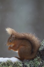 Red squirrel (Sciurus vulgaris) adult animal feeding on a nut on a tree branch covered in snow in