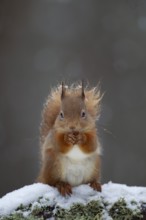 Red squirrel (Sciurus vulgaris) adult animal feeding on a nut on a tree branch covered in snow in