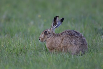 European brown hare (Lepus europaeus) adult animal in grassland, England, United Kingdom, Europe