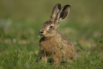 European brown hare (Lepus europaeus) adult animal feeding in grassland in summer, England, United