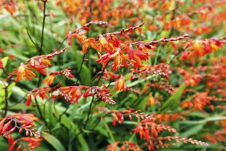 Montbretia (Crocosmia), Dingle, Wild Atlantic Way, Ireland, Europe