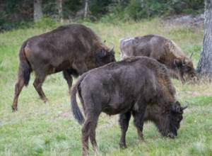 Bison (Bison bonasus), herd grazing in near-natural habitat, captive, Germany, Europe