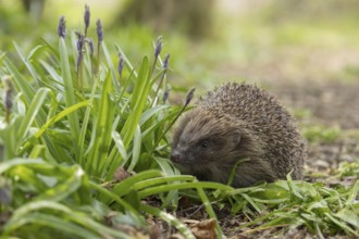 European hedgehog (Erinaceus europaeus) adult animal walking passed flowering Bluebells in a garden