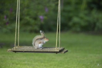 Grey squirrel (Sciurus carolinensis) adult animal on a garden swing, England, United Kingdom,