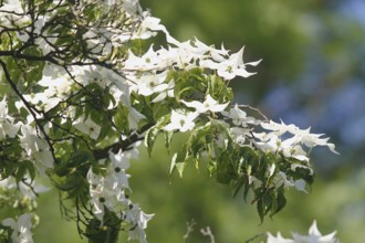 Flowering kousa dogwood (Cornus kousa), North Rhine-Westphalia, Germany, Europe