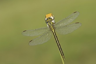 Western clubtail (Gomphus pulchellus), female, Provence, southern France