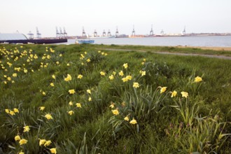 Felixstowe docks from Harwich with daffodils in spring, Essex, England, UK