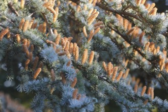 Cedar (Cedrus), North Rhine-Westphalia, Germany, Europe