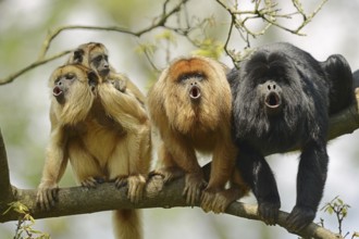 Black howler (Alouatta caraya), male and female calling with young, captive, occurring in South