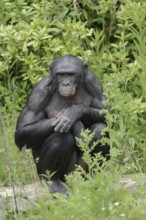 Bonobo or bonobo (Pan paniscus), captive, occurring in the Congo