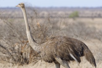 South African ostrich (Struthio camelus australis), adult female walking in dry grassland, alert,