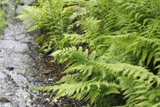 Lady fern (Athyrium filix-femina), by the water, North Rhine-Westphalia, Germany, Europe