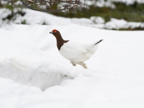 Willow ptarmigan (Lagopus lagopus) male, changing into summer plumage, walking through snowfield,