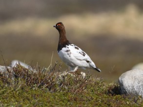 Willow ptarmigan (Lagopus lagopus) male, in summer plumage, on alert in typical tundra habitat,