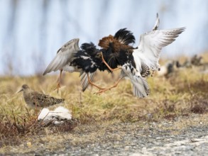 Ruff (Calidris pugnax) two males in breeding plumage at lek, fighting over female, Pokka, Finnish