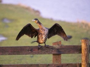 Great Cormorant (Phalacrocorax carbo), immature, sitting on wooden fence, drying its wings, island