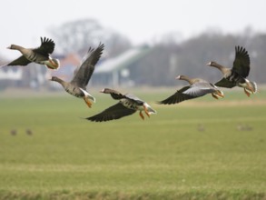 White-fronted goose (Anser albifrons), several birds taking off in flight, from a meadow, island of