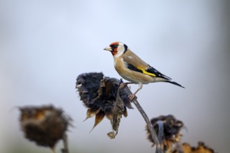 Goldfinch, goldfinch (Carduelis carduelis), adult bird foraging on a sunflower, Oberhausen, Ruhr