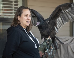 Lakewood, Colorado, A handler displayed a turkey vulture (Cathartes aura) at the pre-Halloween