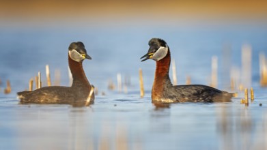 Red-necked Grebe (Podiceps grisegena) grebe, pair, courtship, courtship, mating, calling, shallow