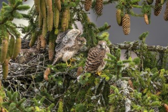 Common kestrel (Falco tinnunculus), two young birds not yet able to fly sitting on a branch outside