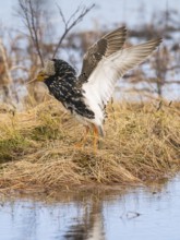 Ruff (Calidris pugnax) male in breeding plumage displaying at lek, Pokka, Finnish Lapland